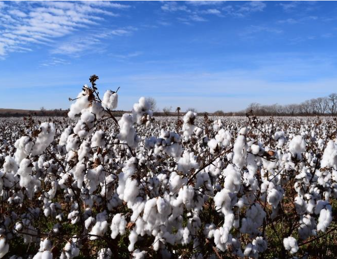 U.S. Cotton Trust Protocol 2021: estableciendo un nuevo estándar de sostenibilidad