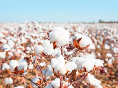 U.S. Cotton Trust Protocol