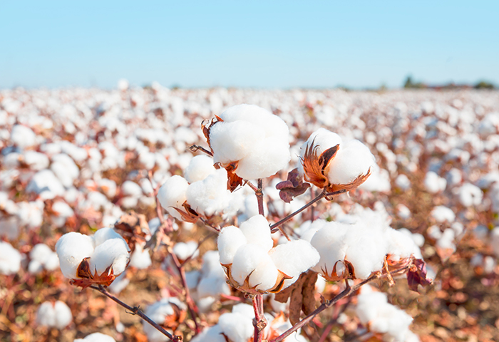 U.S. Cotton Trust Protocol