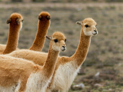 Perú se corona como principal exportador de prendas de tejido de punto