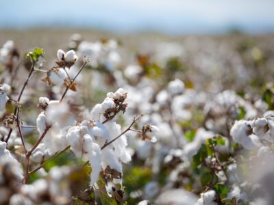 La iniciativa EUCOTTON: así es como el algodón europeo crea tendencia en la trazabilidad de la moda