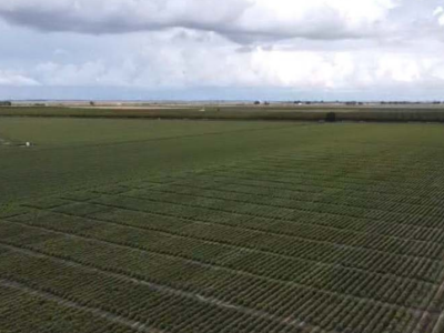 La pedanía utrerana de Trajano acogerá la XI Edición de Expoalgodón