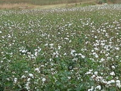 La Junta de Andalucía estudia reducir la huella de carbono de la fibra de algodón a través de la producción integrada