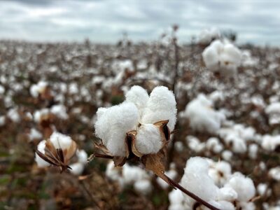 Tres años y casi 200 millones de europeos impactados: el éxito de la campaña EUCOTTON devuelve el protagonismo al sector algodonero europeo