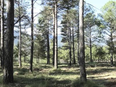 Eurecat lidera un proyecto para transformar la biomasa de la gestión de los bosques en nuevos productos sostenibles para la industria textil