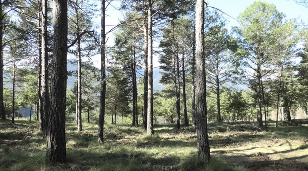 Eurecat lidera un proyecto para transformar la biomasa de la gestión de los bosques en nuevos productos sostenibles para la industria textil