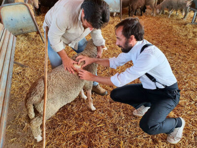 OTEYZA sitúa al merino español en la élite internacional