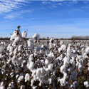 U.S. Cotton Trust Protocol 2021: estableciendo un nuevo estándar de sostenibilidad