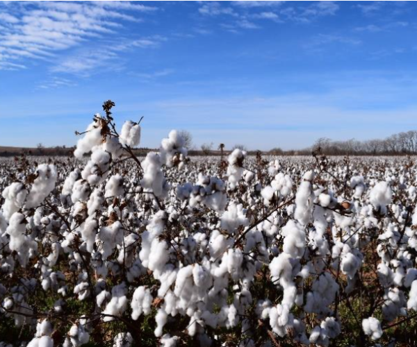 U.S. Cotton Trust Protocol 2021: estableciendo un nuevo estándar de sostenibilidad