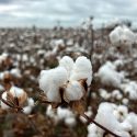 Tres años y casi 200 millones de europeos impactados: el éxito de la campaña EUCOTTON devuelve el protagonismo al sector algodonero europeo