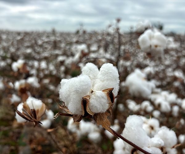 Tres años y casi 200 millones de europeos impactados: el éxito de la campaña EUCOTTON devuelve el protagonismo al sector algodonero europeo