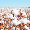 U.S. Cotton Trust Protocol