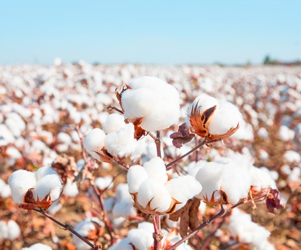 U.S. Cotton Trust Protocol