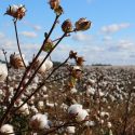 El U.S. Cotton Trust Protocol da la bienvenida como nuevo miembro a la marca de lujo Ralph Lauren