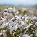 La iniciativa EUCOTTON: así es como el algodón europeo crea tendencia en la trazabilidad de la moda