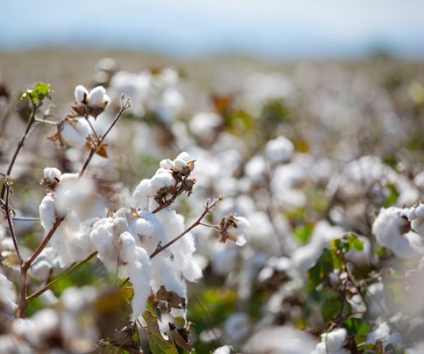 La iniciativa EUCOTTON: así es como el algodón europeo crea tendencia en la trazabilidad de la moda